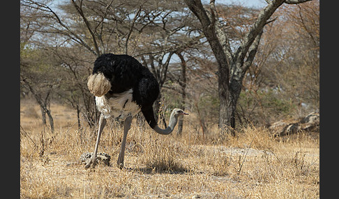 Somalistrauß (Struthio molybdophanes)