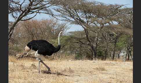 Somalistrauß (Struthio molybdophanes)