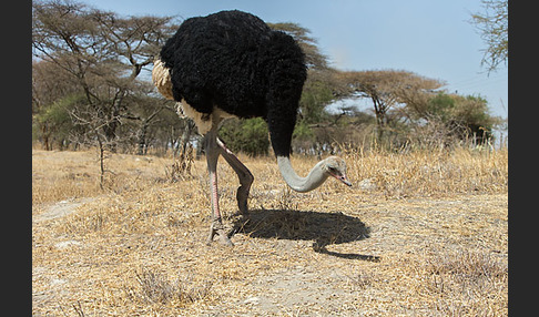 Somalistrauß (Struthio molybdophanes)