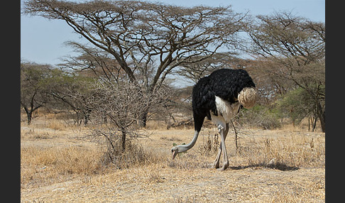 Somalistrauß (Struthio molybdophanes)