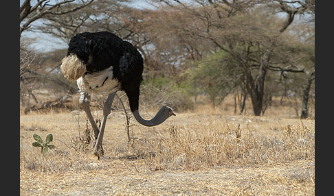 Somalistrauß (Struthio molybdophanes)