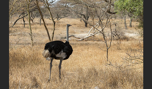 Somalistrauß (Struthio molybdophanes)