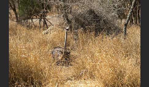 Somalistrauß (Struthio molybdophanes)