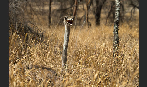 Somalistrauß (Struthio molybdophanes)