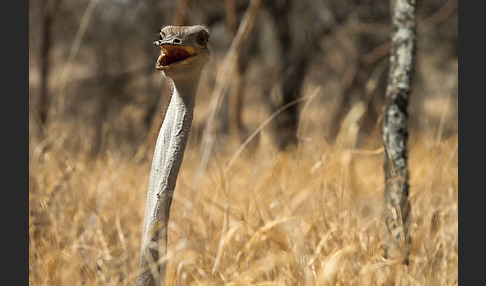 Somalistrauß (Struthio molybdophanes)