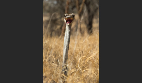 Somalistrauß (Struthio molybdophanes)