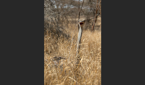 Somalistrauß (Struthio molybdophanes)