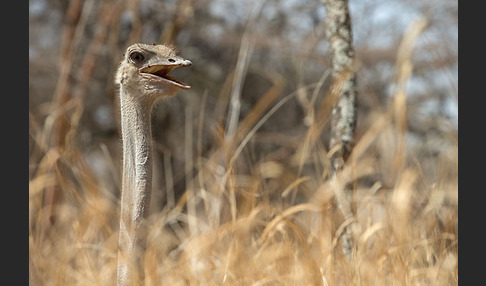 Somalistrauß (Struthio molybdophanes)