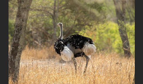 Somalistrauß (Struthio molybdophanes)