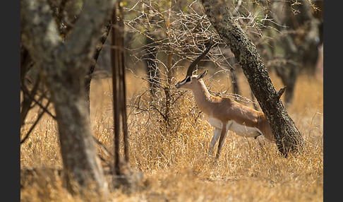 Grant-Gazelle (Nanger spec.)