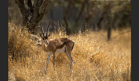 Grant-Gazelle (Nanger spec.)