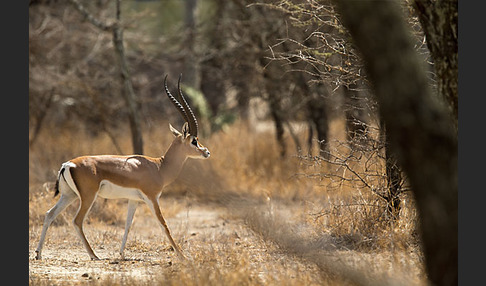 Grant-Gazelle (Nanger spec.)