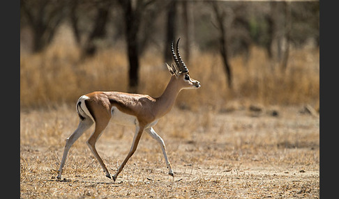 Grant-Gazelle (Nanger spec.)