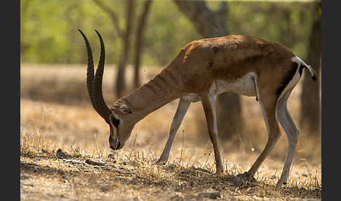 Grant-Gazelle (Nanger spec.)