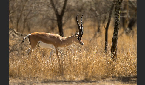 Grant-Gazelle (Nanger spec.)