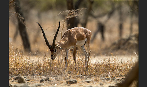 Grant-Gazelle (Nanger spec.)