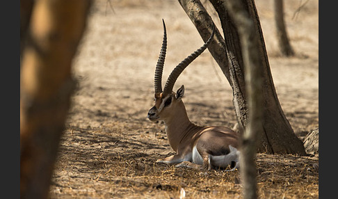 Grant-Gazelle (Nanger spec.)