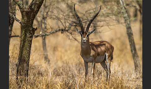 Grant-Gazelle (Nanger spec.)