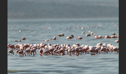 Zwergflamingo (Phoeniconaias minor)