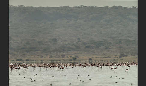 Zwergflamingo (Phoeniconaias minor)