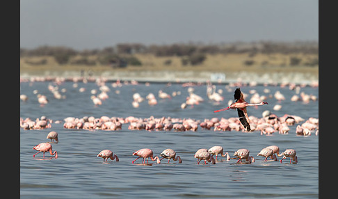 Zwergflamingo (Phoeniconaias minor)