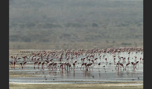 Zwergflamingo (Phoeniconaias minor)