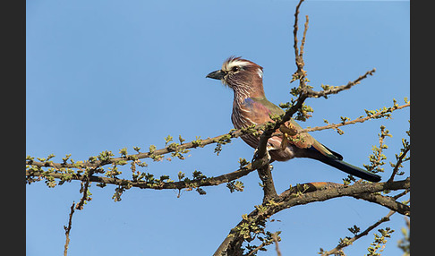 Strichelracke (Coracias naevius)