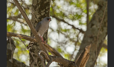 Gabarhabicht (Micronisus gabar)