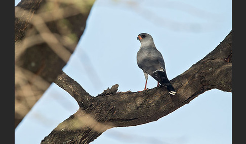 Gabarhabicht (Micronisus gabar)