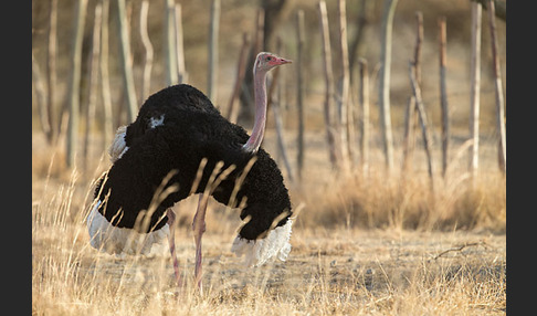 Somalistrauß (Struthio molybdophanes)