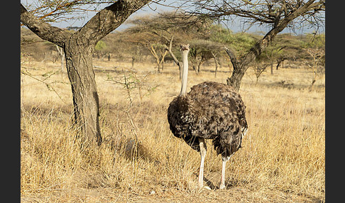 Somalistrauß (Struthio molybdophanes)