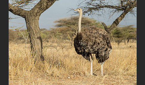 Somalistrauß (Struthio molybdophanes)