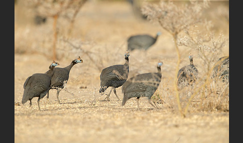 Helmperlhuhn (Numida meleagris)