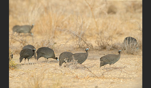 Helmperlhuhn (Numida meleagris)