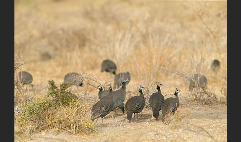 Helmperlhuhn (Numida meleagris)