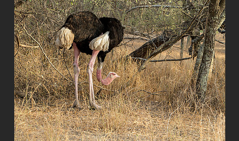 Somalistrauß (Struthio molybdophanes)