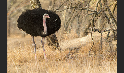 Somalistrauß (Struthio molybdophanes)