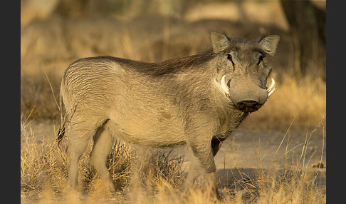 Warzenschwein (Phacochoerus africanus)