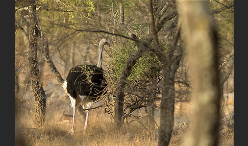 Somalistrauß (Struthio molybdophanes)