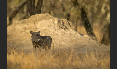 Warzenschwein (Phacochoerus africanus)