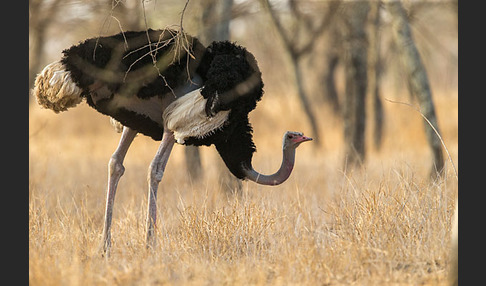 Somalistrauß (Struthio molybdophanes)