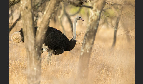 Somalistrauß (Struthio molybdophanes)