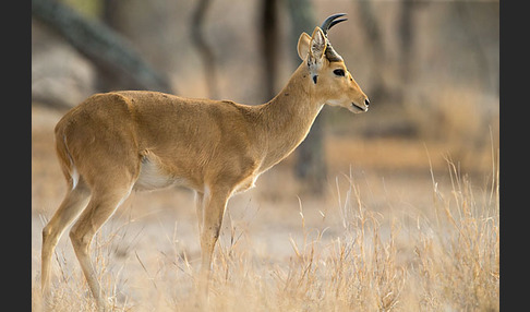 Bohorriedbock (Redunca bohor)