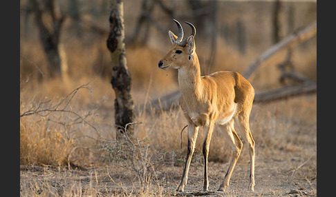 Bohorriedbock (Redunca bohor)