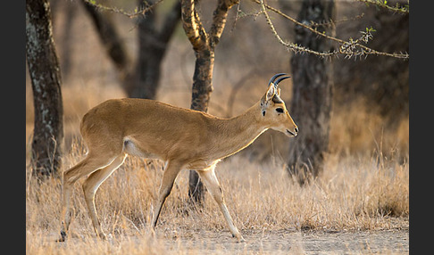 Bohorriedbock (Redunca bohor)