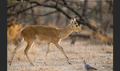 Bohorriedbock (Redunca bohor)