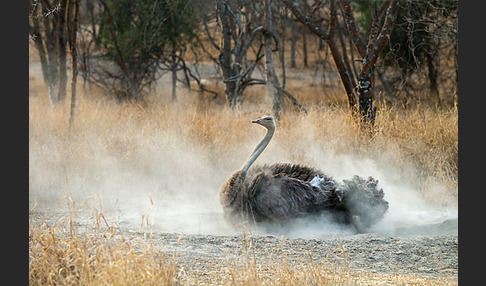 Somalistrauß (Struthio molybdophanes)