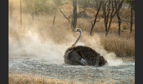 Somalistrauß (Struthio molybdophanes)