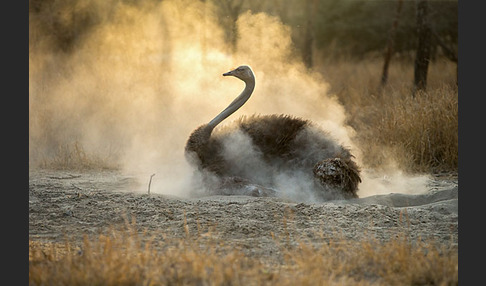 Somalistrauß (Struthio molybdophanes)