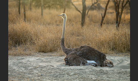 Somalistrauß (Struthio molybdophanes)